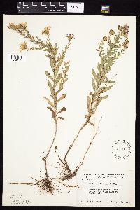 Symphyotrichum oblongifolium image