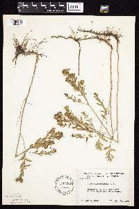 Symphyotrichum oblongifolium image