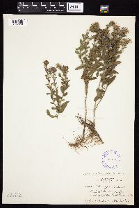 Symphyotrichum oblongifolium image