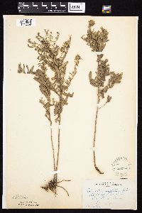 Symphyotrichum oblongifolium image