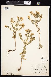 Symphyotrichum oblongifolium image