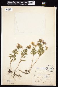 Symphyotrichum oblongifolium image