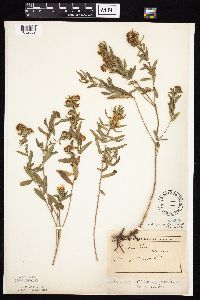 Symphyotrichum oblongifolium image