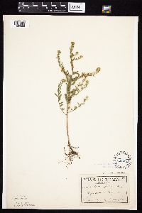 Symphyotrichum oblongifolium image