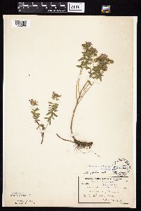 Symphyotrichum oblongifolium image