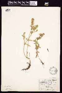 Symphyotrichum oblongifolium image