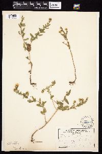 Symphyotrichum oblongifolium image