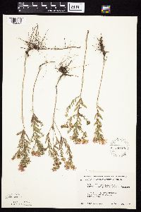 Symphyotrichum oblongifolium image