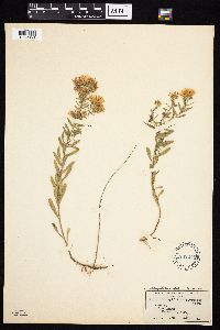 Symphyotrichum oblongifolium image