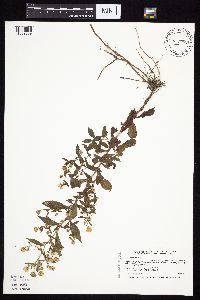 Symphyotrichum ontarionis image