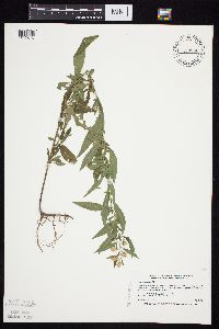 Symphyotrichum ontarionis image