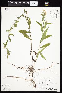 Symphyotrichum ontarionis image