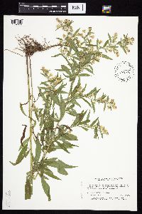 Symphyotrichum ontarionis image