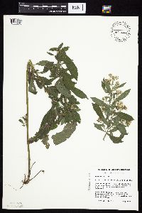 Symphyotrichum ontarionis image