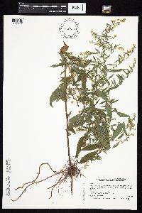 Symphyotrichum ontarionis image