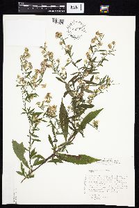 Symphyotrichum ontarionis image