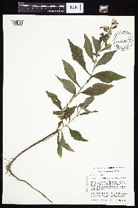 Symphyotrichum ontarionis image