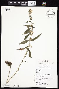 Symphyotrichum ontarionis image