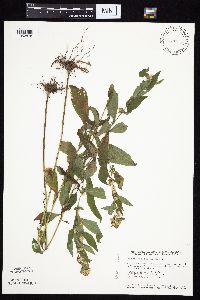 Symphyotrichum ontarionis image