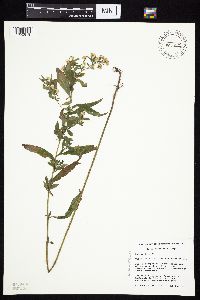 Symphyotrichum ontarionis image
