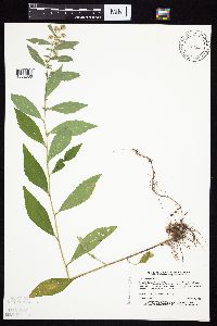 Symphyotrichum ontarionis image