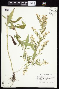 Symphyotrichum ontarionis var. ontarionis image