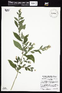 Symphyotrichum ontarionis var. ontarionis image