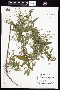 Symphyotrichum ontarionis image