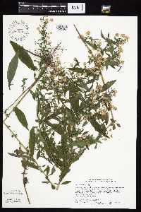 Symphyotrichum ontarionis image
