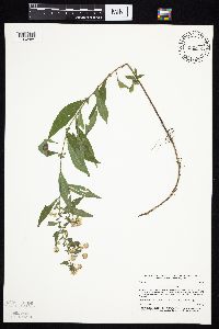 Symphyotrichum ontarionis image