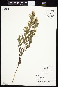 Symphyotrichum ontarionis image