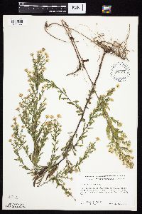 Symphyotrichum ontarionis image
