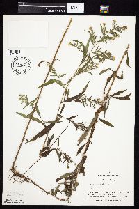 Symphyotrichum ontarionis image