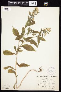 Symphyotrichum ontarionis image