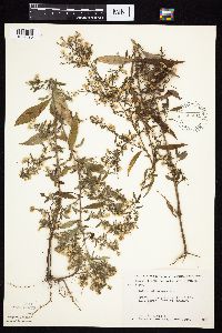 Symphyotrichum ontarionis image
