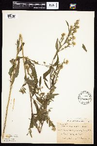 Symphyotrichum ontarionis image