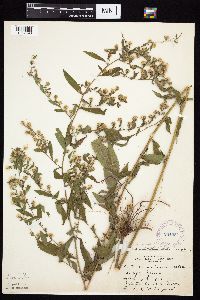 Symphyotrichum ontarionis image