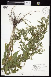 Symphyotrichum ontarionis var. ontarionis image
