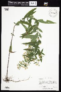 Symphyotrichum ontarionis image