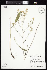 Symphyotrichum ontarionis image