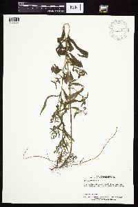 Symphyotrichum ontarionis image