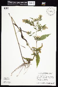 Symphyotrichum ontarionis image