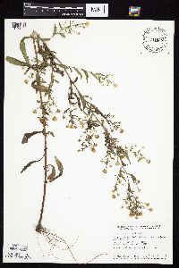 Symphyotrichum ontarionis image