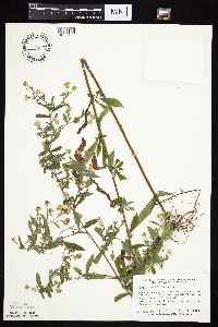 Symphyotrichum ontarionis image