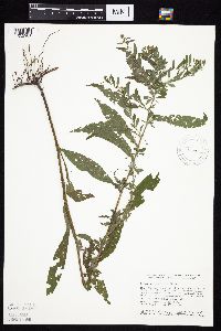 Symphyotrichum ontarionis image