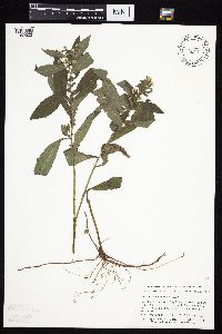 Symphyotrichum ontarionis image