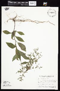 Symphyotrichum ontarionis image