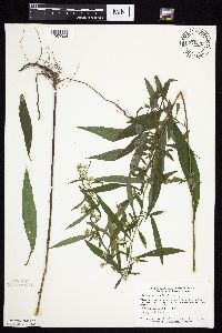 Symphyotrichum ontarionis image