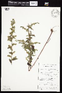 Symphyotrichum ontarionis image