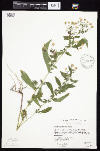 Symphyotrichum ontarionis image